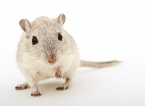 Attractive young female rodent